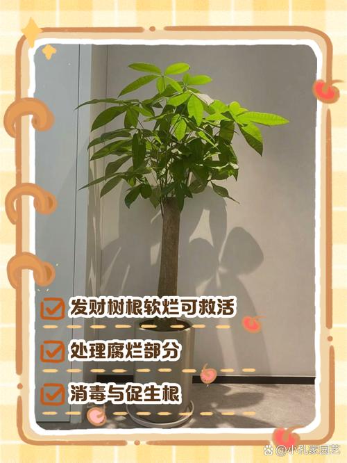 发财树烂根后重新生根，发财树烂根后重新生根能活吗？-第3张图片-优品飞百科