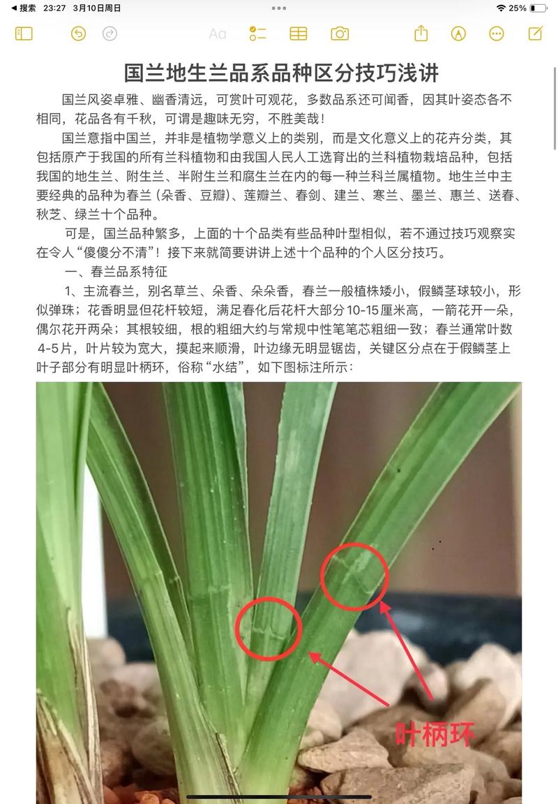怎样上山寻找名贵兰草？怎样在山里找名贵兰草？