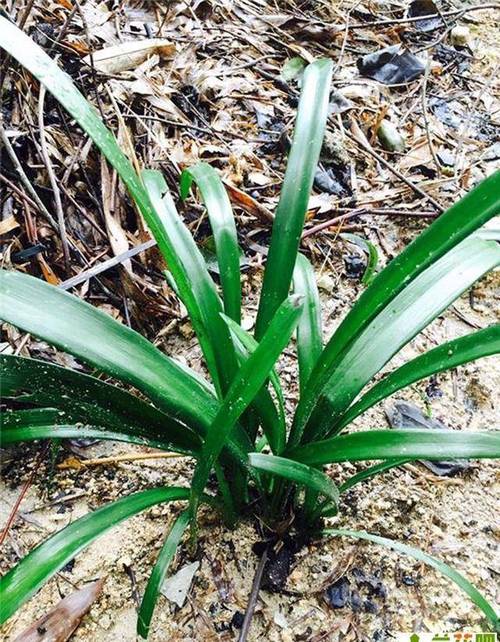 怎样上山寻找名贵兰草？怎样在山里找名贵兰草？-第2张图片-优品飞百科