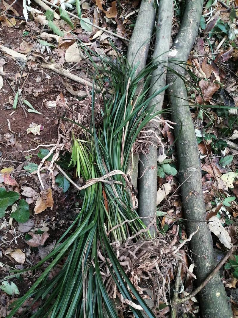 怎样上山寻找名贵兰草？怎样在山里找名贵兰草？-第4张图片-优品飞百科