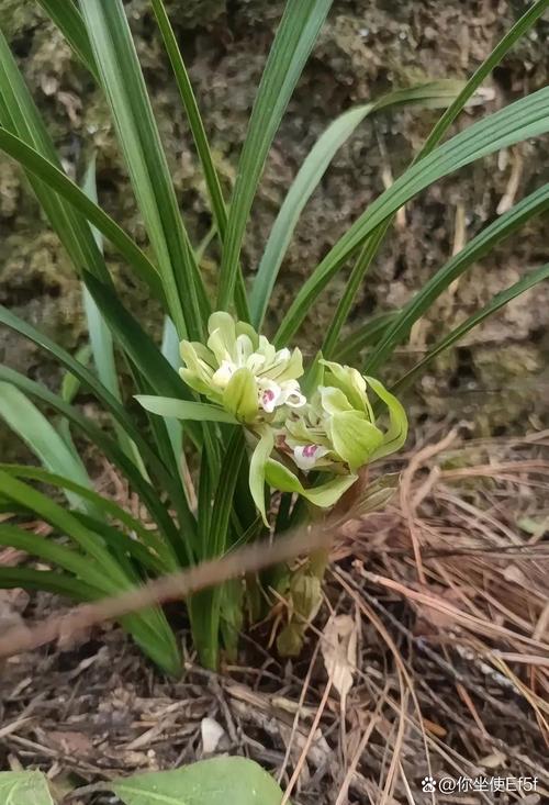 怎样上山寻找名贵兰草？怎样在山里找名贵兰草？-第5张图片-优品飞百科