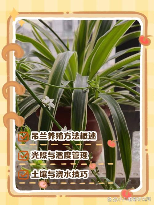 怎样上山寻找名贵兰草？怎样在山里找名贵兰草？-第6张图片-优品飞百科