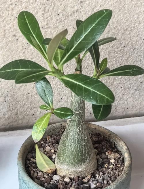 新购沙漠玫瑰如何上盆？新买沙漠玫瑰如何上盆？