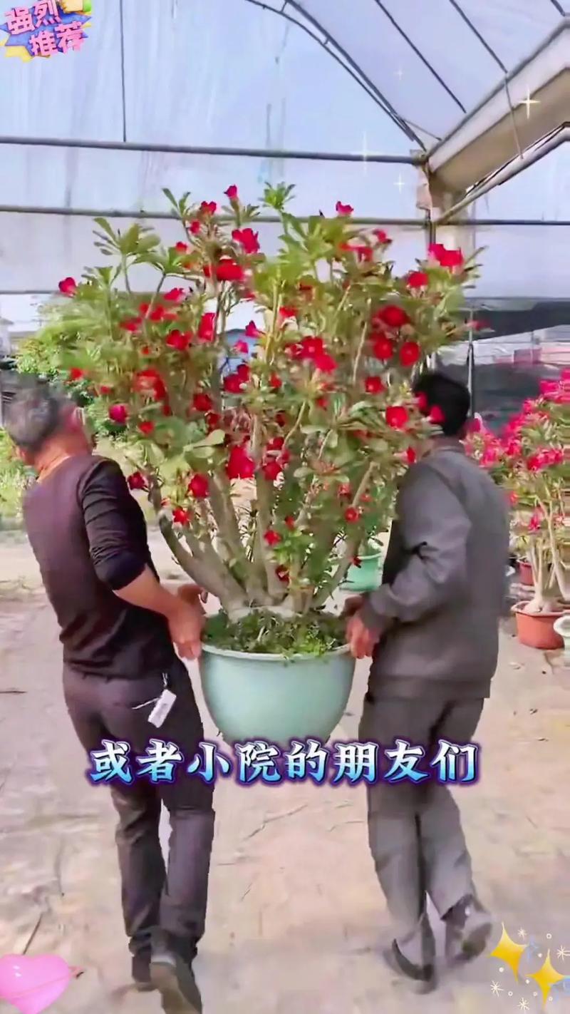 新购沙漠玫瑰如何上盆？新买沙漠玫瑰如何上盆？-第3张图片-优品飞百科