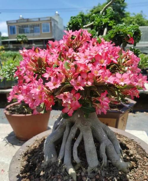 新购沙漠玫瑰如何上盆？新买沙漠玫瑰如何上盆？-第4张图片-优品飞百科