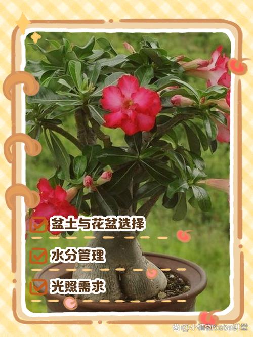 新购沙漠玫瑰如何上盆？新买沙漠玫瑰如何上盆？-第5张图片-优品飞百科