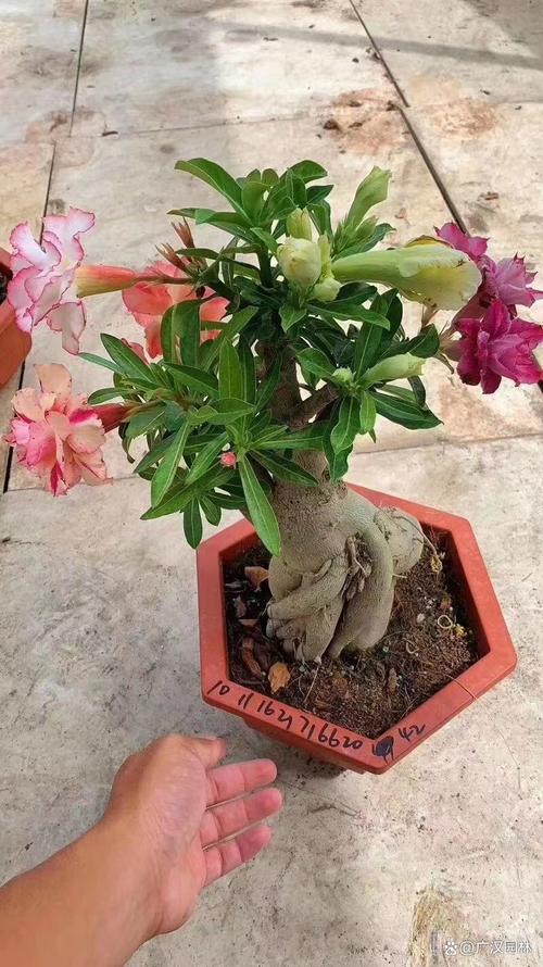 新购沙漠玫瑰如何上盆？新买沙漠玫瑰如何上盆？-第6张图片-优品飞百科