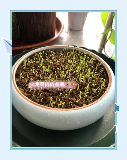 火龙果种植技术，火龙果种植技术方法？