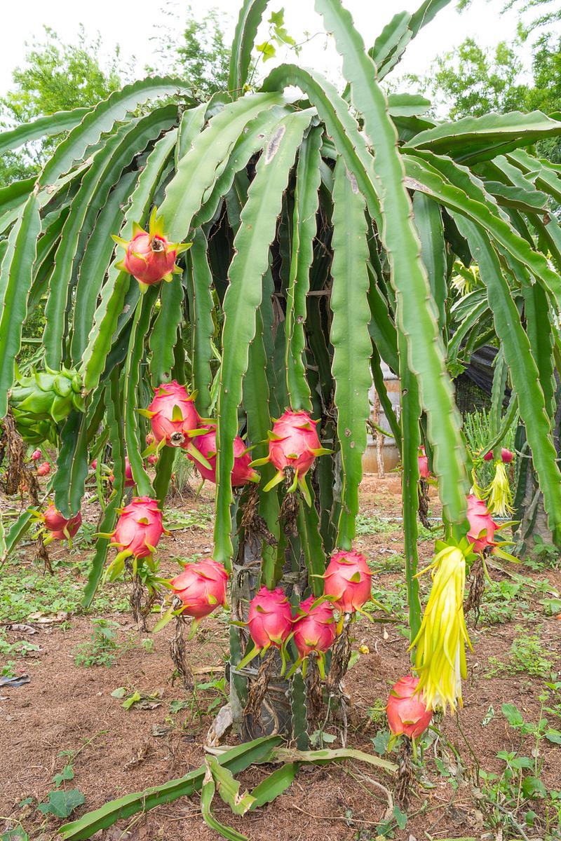 火龙果种植技术，火龙果种植技术方法？-第2张图片-优品飞百科