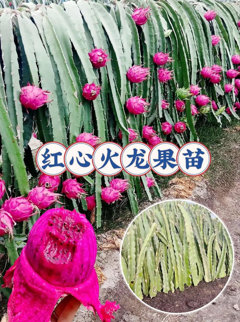 火龙果种植技术，火龙果种植技术方法？-第3张图片-优品飞百科