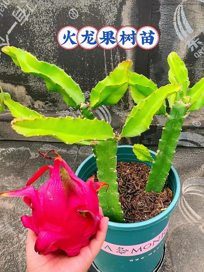 火龙果种植技术，火龙果种植技术方法？-第6张图片-优品飞百科