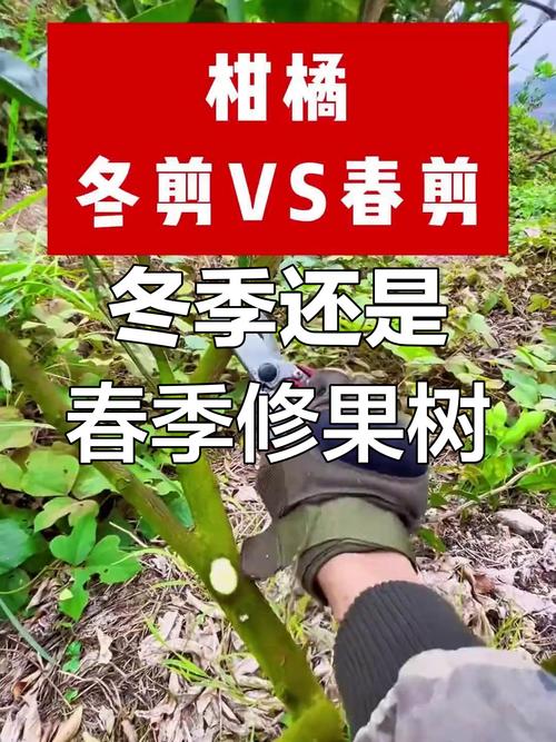 沙糖桔怎么修剪？沙糖桔怎么修剪一棵树能挂200斤？