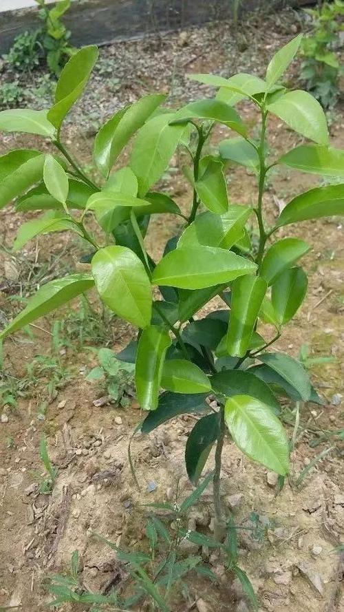 沙糖桔怎么修剪？沙糖桔怎么修剪一棵树能挂200斤？-第4张图片-优品飞百科