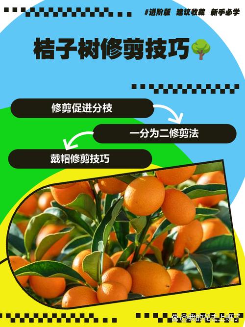 沙糖桔怎么修剪？沙糖桔怎么修剪一棵树能挂200斤？-第5张图片-优品飞百科