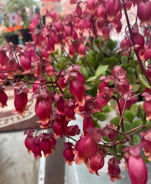 怎么让宫灯长寿花开花不断，怎么让宫灯长寿花开花不断呢