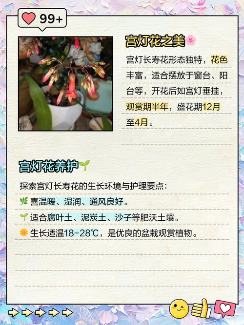 怎么让宫灯长寿花开花不断，怎么让宫灯长寿花开花不断呢-第2张图片-优品飞百科