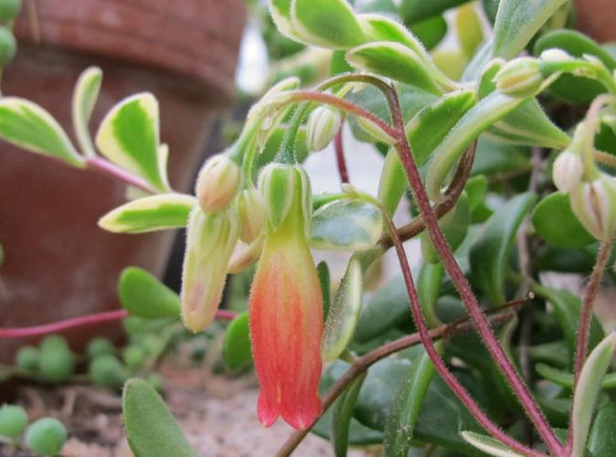 怎么让宫灯长寿花开花不断，怎么让宫灯长寿花开花不断呢-第4张图片-优品飞百科