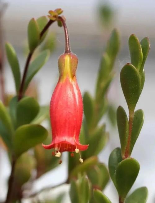 怎么让宫灯长寿花开花不断，怎么让宫灯长寿花开花不断呢-第5张图片-优品飞百科