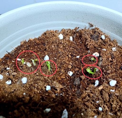 花毛茛种子怎么种植，花毛茛种子种植方法？