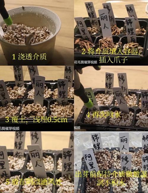 花毛茛种子怎么种植，花毛茛种子种植方法？-第2张图片-优品飞百科