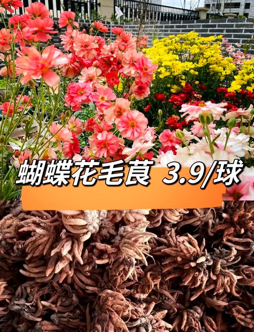 花毛茛种子怎么种植，花毛茛种子种植方法？-第3张图片-优品飞百科