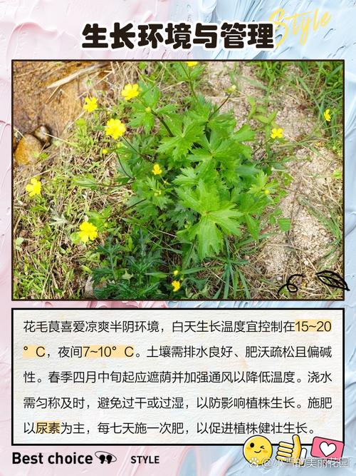 花毛茛种子怎么种植，花毛茛种子种植方法？-第4张图片-优品飞百科