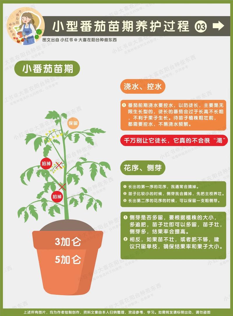 番茄扦插育苗技术？番茄扦插育苗技术要点？