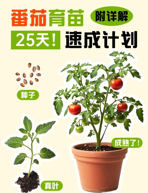 番茄扦插育苗技术?番茄扦插育苗技术要点?-第2张图片-优品飞百科 番茄扦插育苗技术?番茄扦插育苗技术要点?-第2张图片-优品飞百科