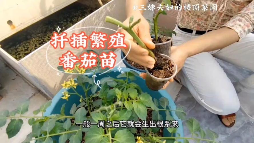 番茄扦插育苗技术?番茄扦插育苗技术要点?-第3张图片-优品飞百科 番茄扦插育苗技术?番茄扦插育苗技术要点?-第3张图片-优品飞百科