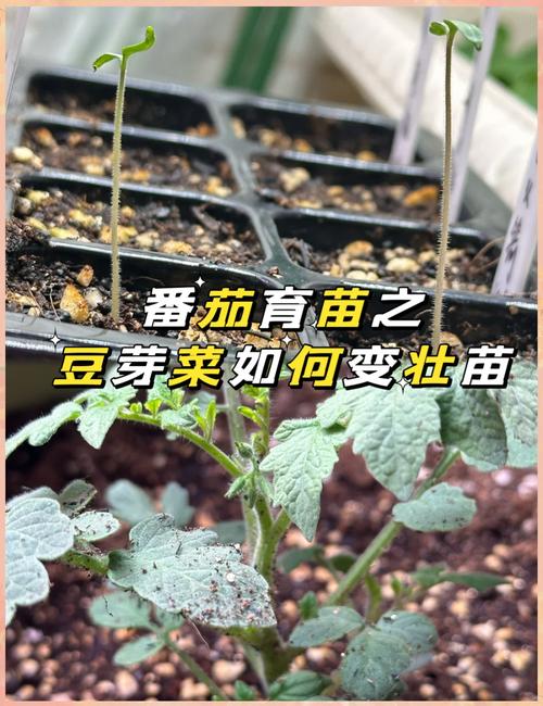 番茄扦插育苗技术?番茄扦插育苗技术要点?-第4张图片-优品飞百科 番茄扦插育苗技术?番茄扦插育苗技术要点?-第4张图片-优品飞百科