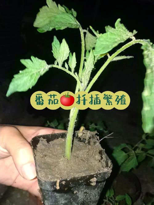 番茄扦插育苗技术?番茄扦插育苗技术要点?-第5张图片-优品飞百科 番茄扦插育苗技术?番茄扦插育苗技术要点?-第5张图片-优品飞百科