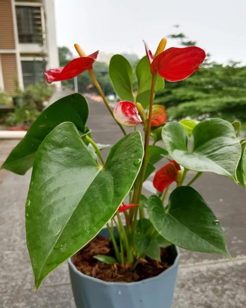 红掌怎么繁殖，红掌怎么繁殖 扦插？