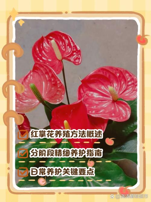 红掌怎么繁殖，红掌怎么繁殖 扦插？-第2张图片-优品飞百科