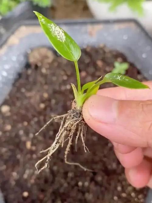 红掌怎么繁殖，红掌怎么繁殖 扦插？-第3张图片-优品飞百科