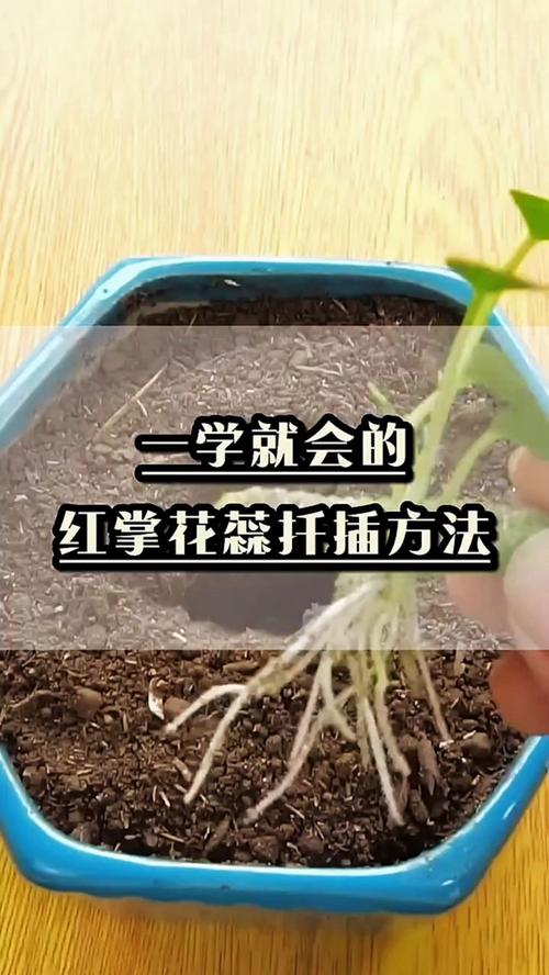 红掌怎么繁殖，红掌怎么繁殖 扦插？-第4张图片-优品飞百科