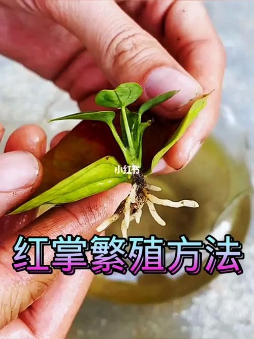 红掌怎么繁殖，红掌怎么繁殖 扦插？-第5张图片-优品飞百科