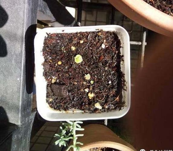 四季海棠的播种方法,四季海棠的播种方法视频-第2张图片-优品飞百科 四季海棠的播种方法,四季海棠的播种方法视频-第2张图片-优品飞百科