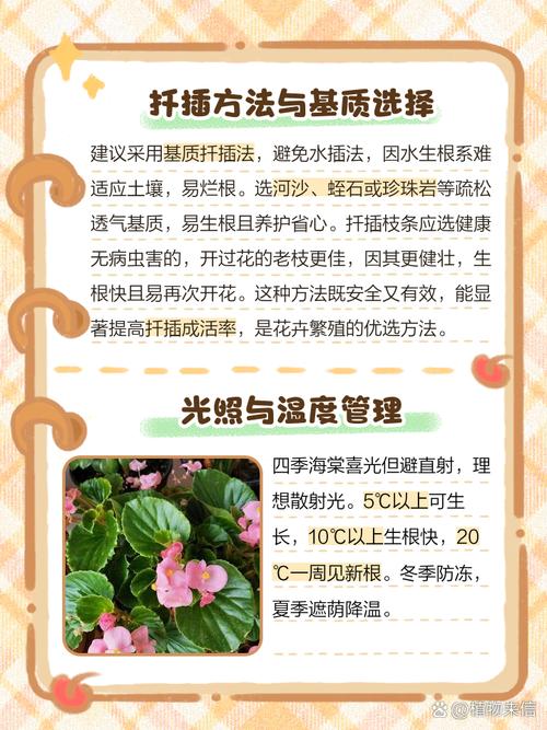 四季海棠的播种方法,四季海棠的播种方法视频-第3张图片-优品飞百科 四季海棠的播种方法,四季海棠的播种方法视频-第3张图片-优品飞百科