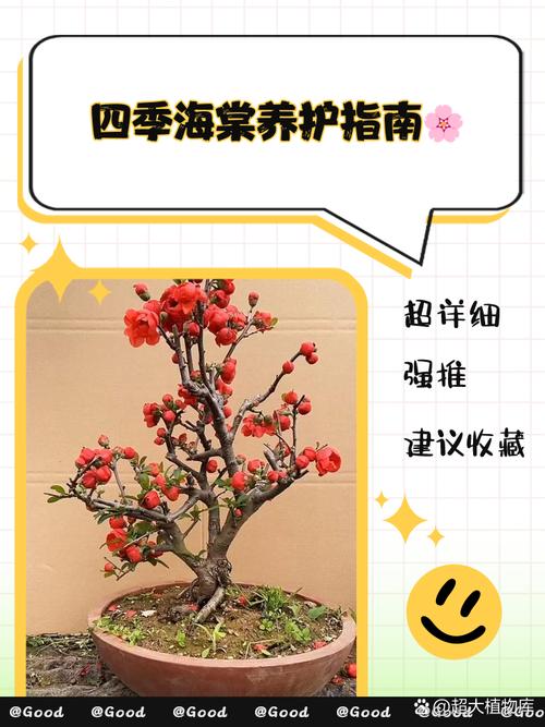 四季海棠的播种方法,四季海棠的播种方法视频-第4张图片-优品飞百科 四季海棠的播种方法,四季海棠的播种方法视频-第4张图片-优品飞百科