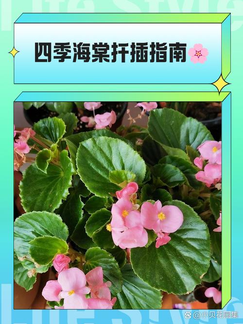 四季海棠的播种方法,四季海棠的播种方法视频-第6张图片-优品飞百科 四季海棠的播种方法,四季海棠的播种方法视频-第6张图片-优品飞百科