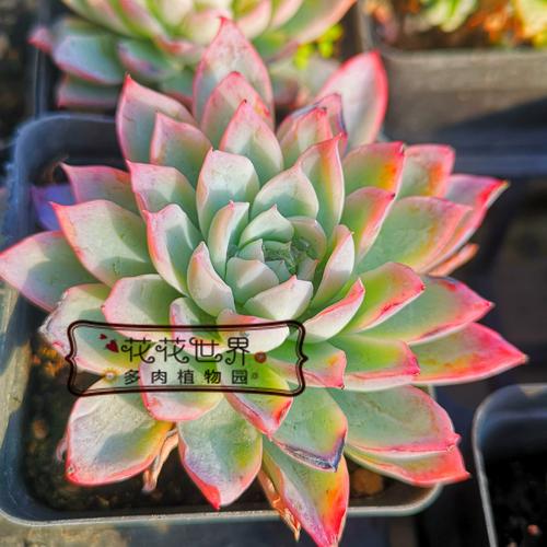 包含紫罗兰女王多肉怎么养的词条