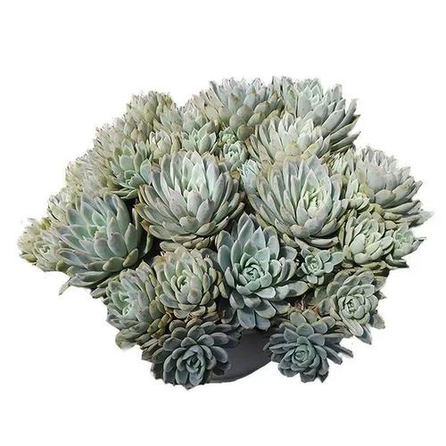 包含紫罗兰女王多肉怎么养的词条-第2张图片-优品飞百科