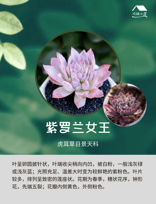 包含紫罗兰女王多肉怎么养的词条-第3张图片-优品飞百科
