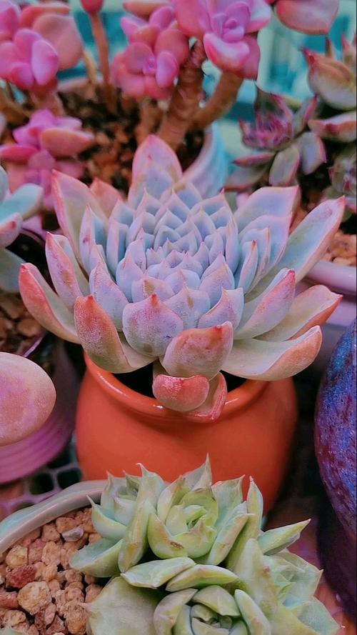 包含紫罗兰女王多肉怎么养的词条-第4张图片-优品飞百科