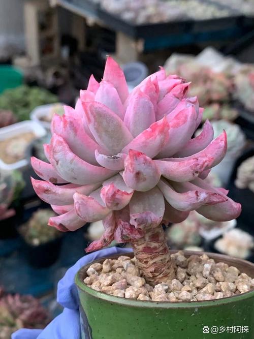 包含紫罗兰女王多肉怎么养的词条-第5张图片-优品飞百科