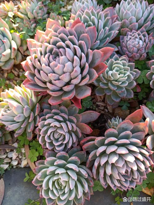 包含紫罗兰女王多肉怎么养的词条-第6张图片-优品飞百科