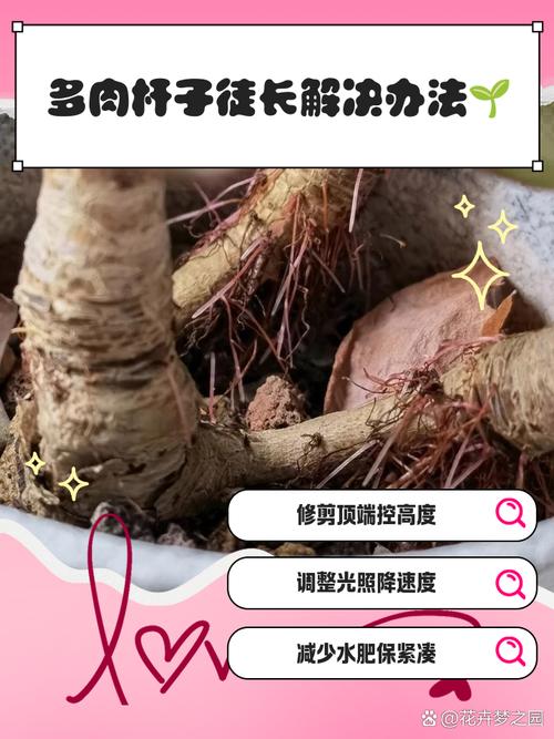 他把多肉全放倒？多肉倒着长怎么办？