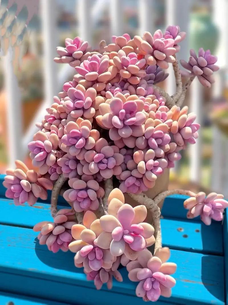 他把多肉全放倒？多肉倒着长怎么办？-第2张图片-优品飞百科