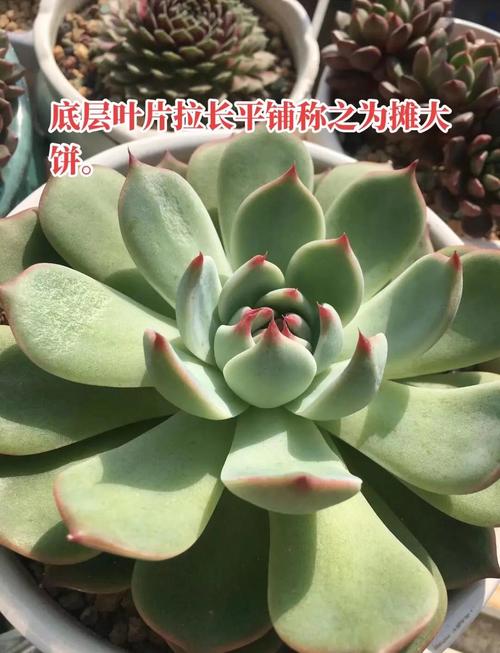 他把多肉全放倒？多肉倒着长怎么办？-第3张图片-优品飞百科