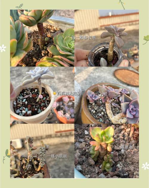 他把多肉全放倒？多肉倒着长怎么办？-第4张图片-优品飞百科